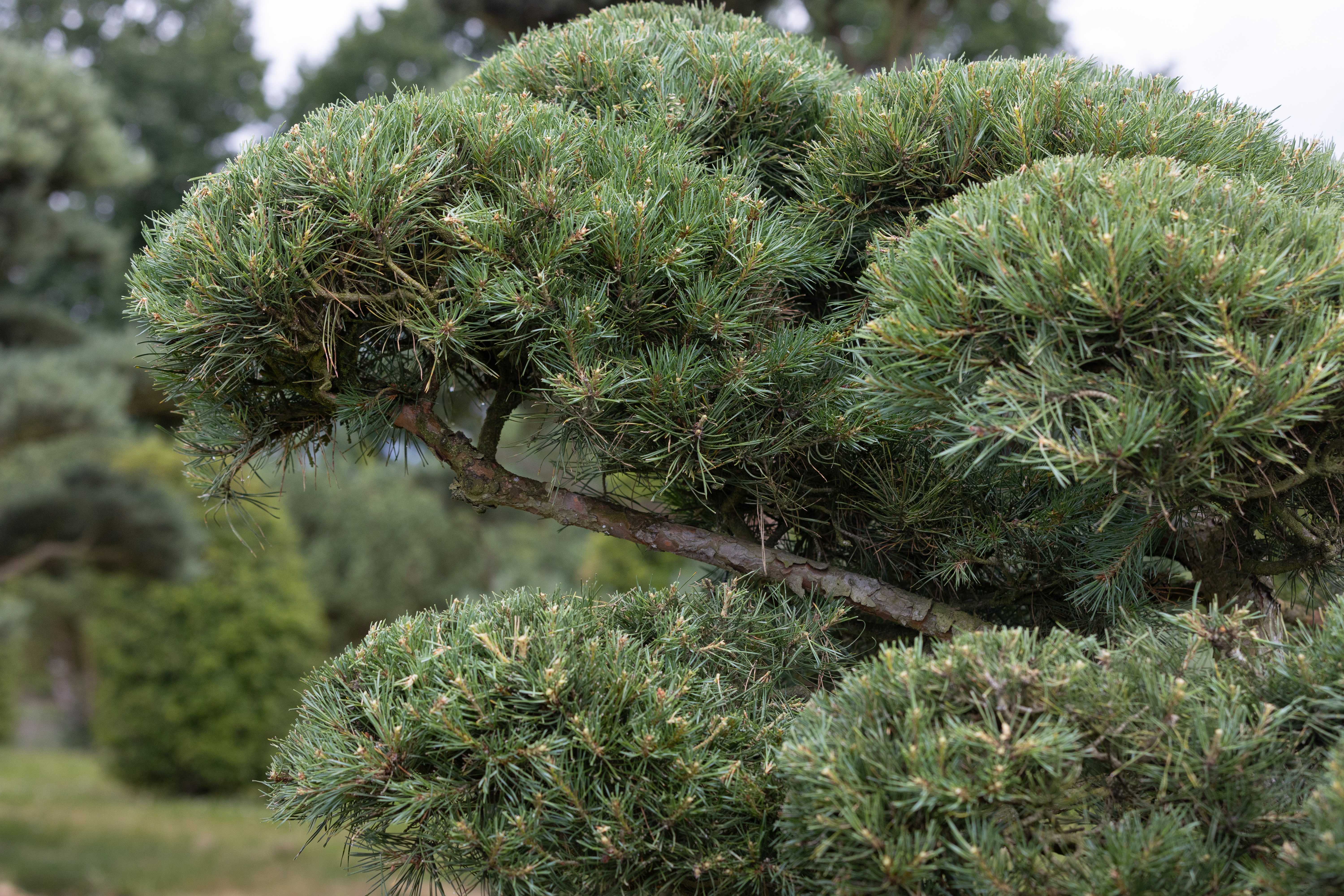 Pinus sylvestris Windflüchter Bonsai 